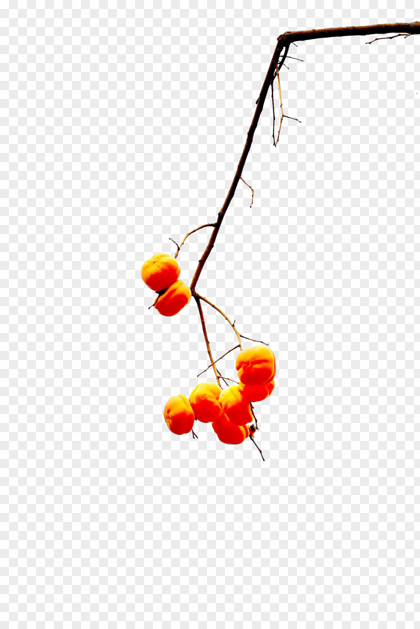 A Few Persimmons Hanging From Tree PNG