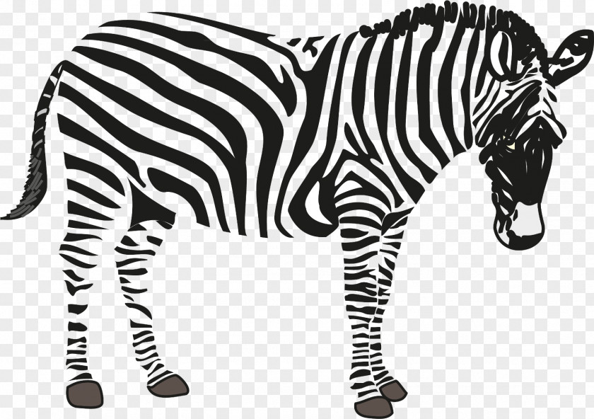 Zebra Clip Art PNG