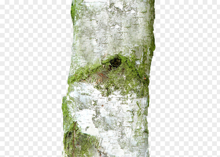 Betula Pendula Silver Birch PNG