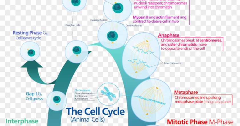 Cell Division Cycle Mitosis Interphase PNG