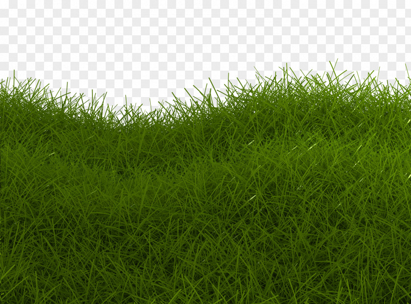 Green Grass Close-up Artificial Turf Meadow Lawn PNG