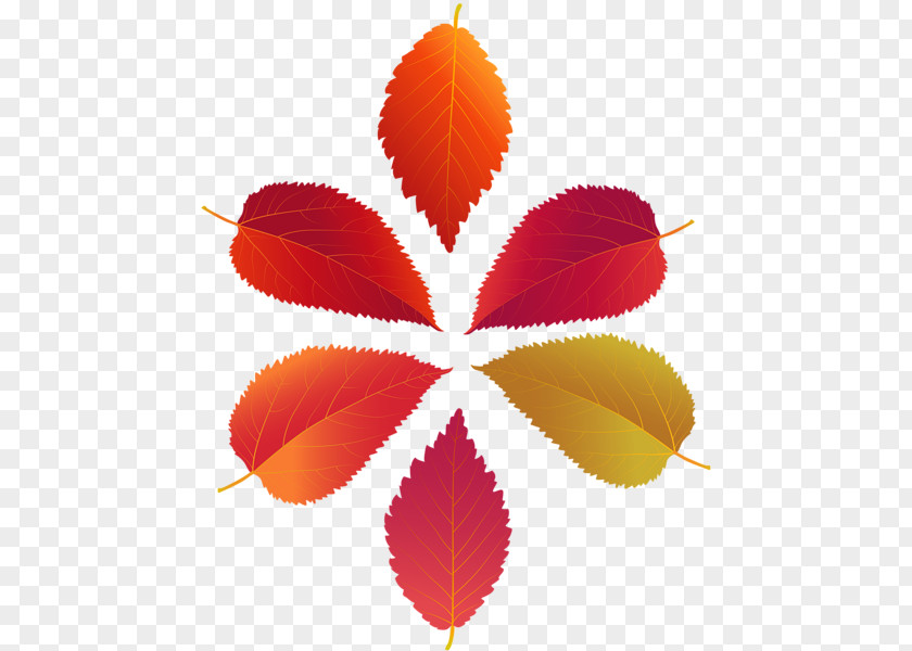 Leaf Clip Art Image Illustration PNG