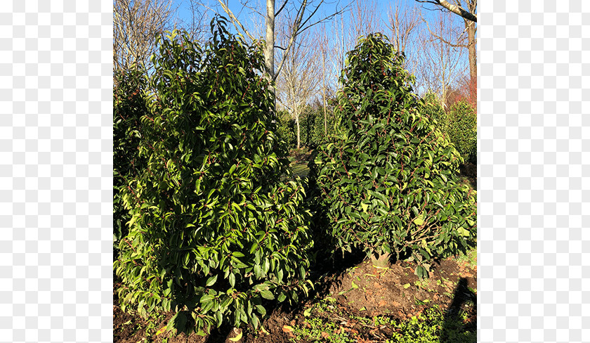 Leyland Cypress Tree Arborvitae Evergreen Shrub PNG