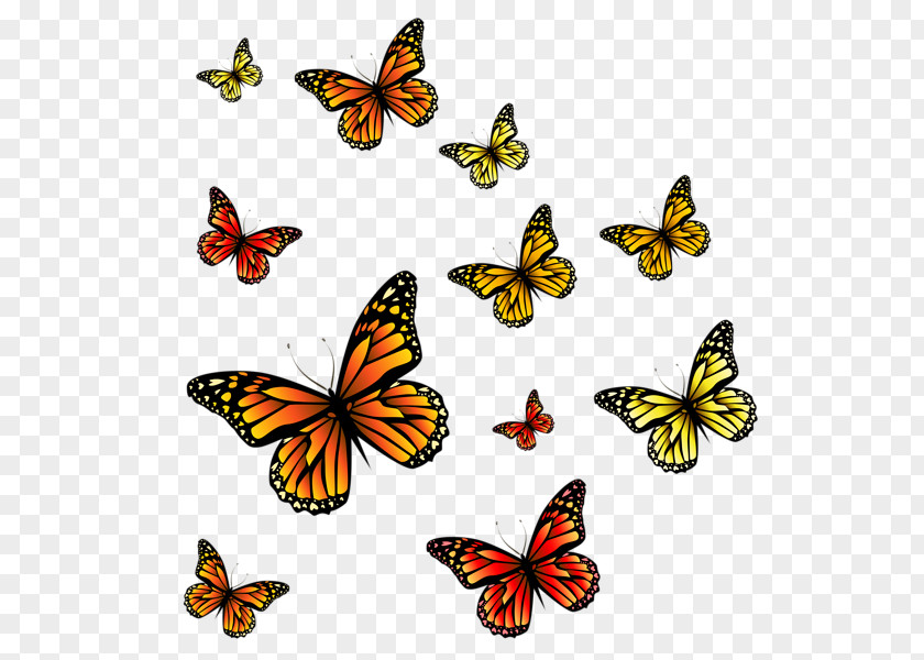 Butterflies Monarch Butterfly Insect Clip Art PNG