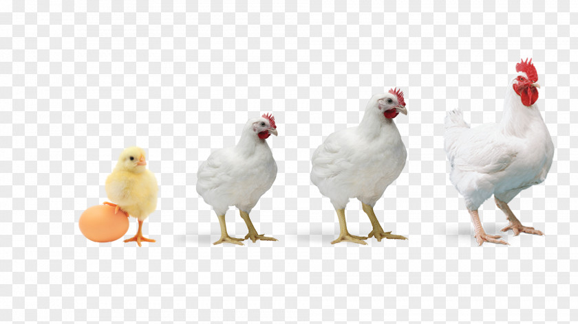 Chickens Broiler Chicken Poultry Farming Feed PNG