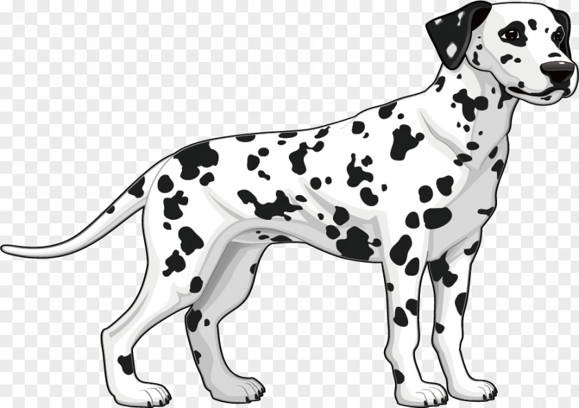Flat Spend Dog Dalmatian Breed Illustration PNG