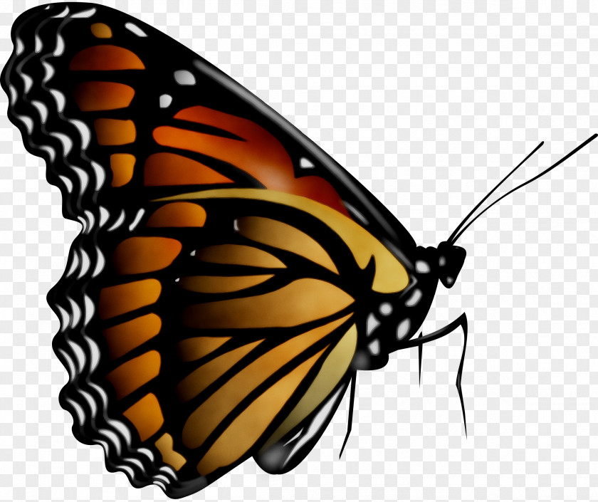 Stock Photography Monarch Butterfly Image PNG