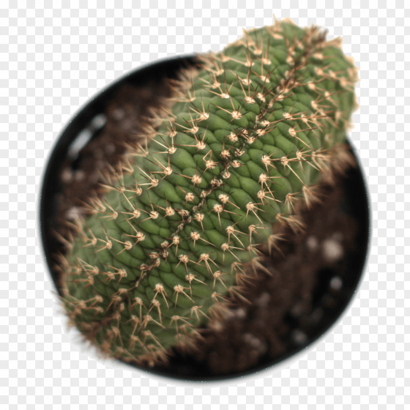 Aloe Brevifolia Hedgehog Cacti Prickly Pear Echinocereus Succulent Plant Thorns, Spines, And Prickles PNG
