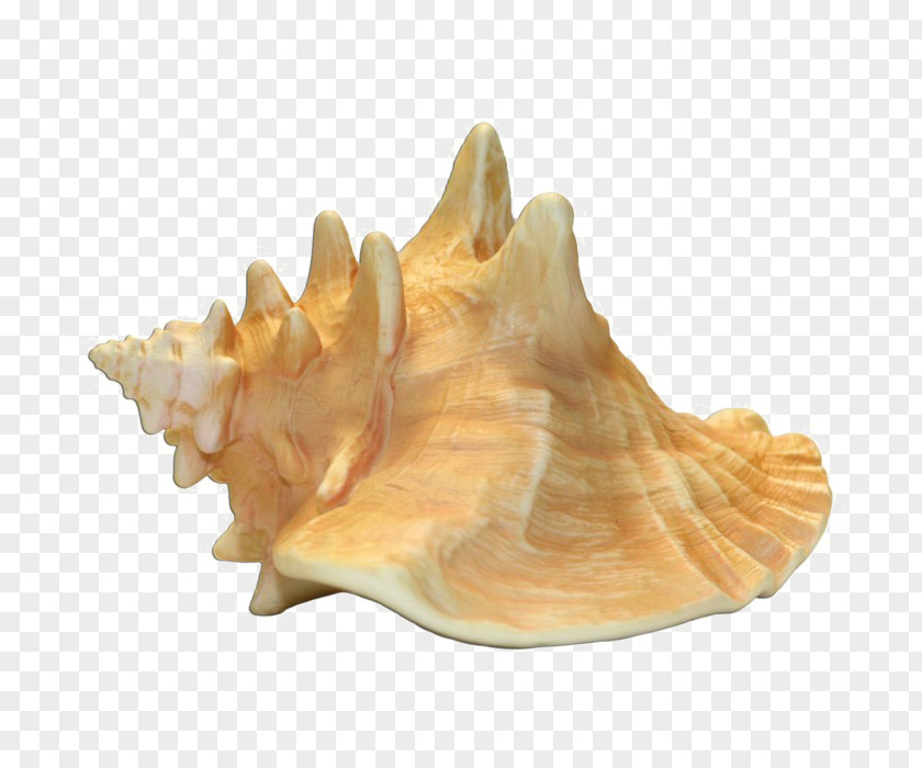 Conch Queen Transparency Image PNG