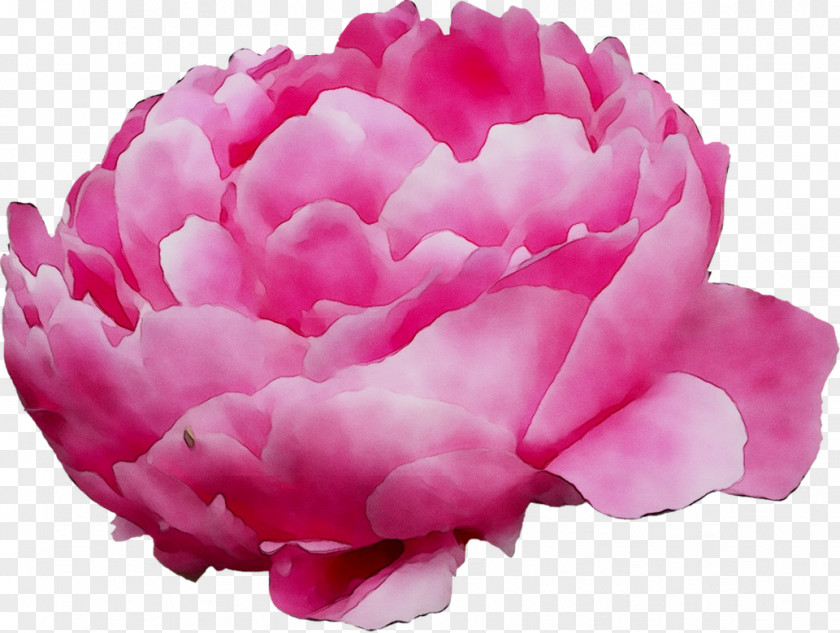 Cabbage Rose Garden Roses Peony Cut Flowers Herbaceous Plant PNG