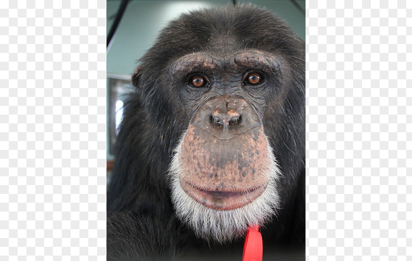 Chimpanzee Common Gorilla Primate Siamang Monkey PNG