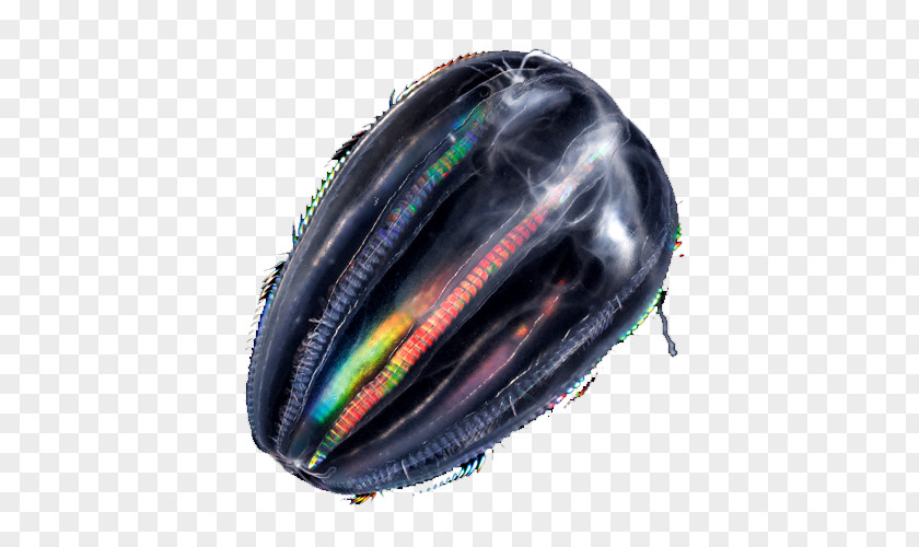 Comb Jellies Jellyfish Plankton Animal Tentacle PNG
