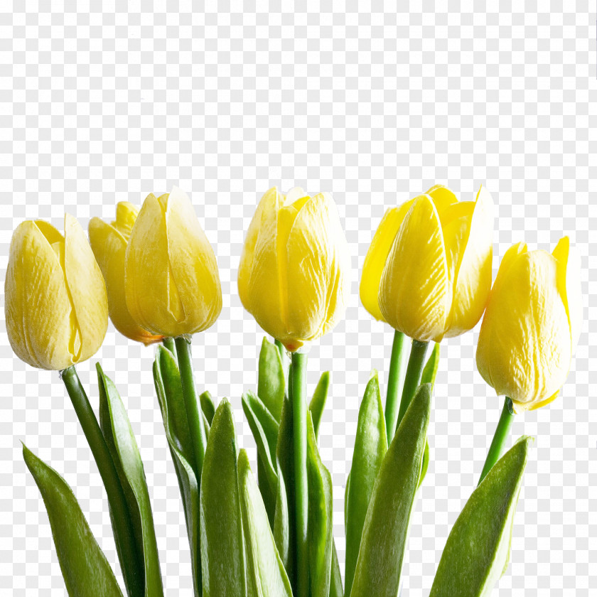 Flower Tulip Yellow Petal Plant PNG