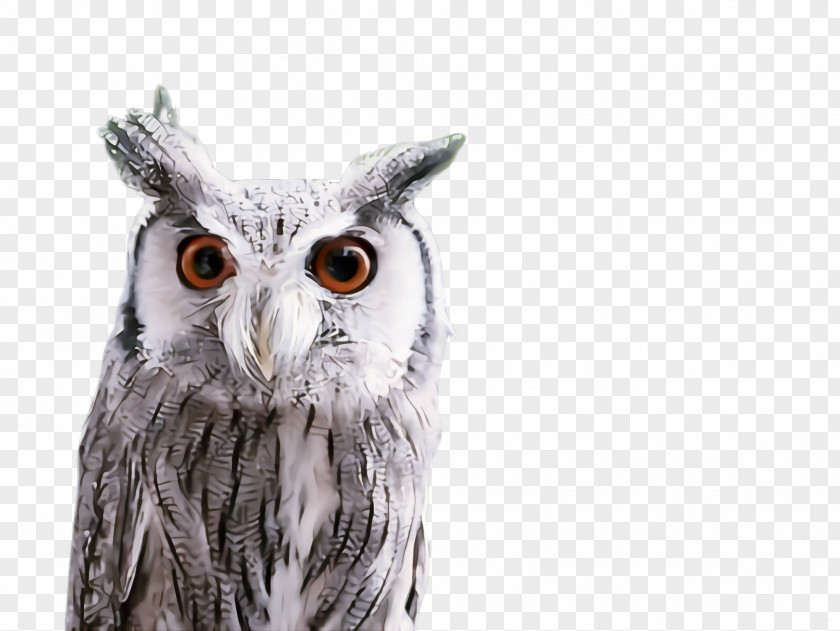 Great Horned Owl Snowy Bird Of Prey Eastern Screech Beak PNG