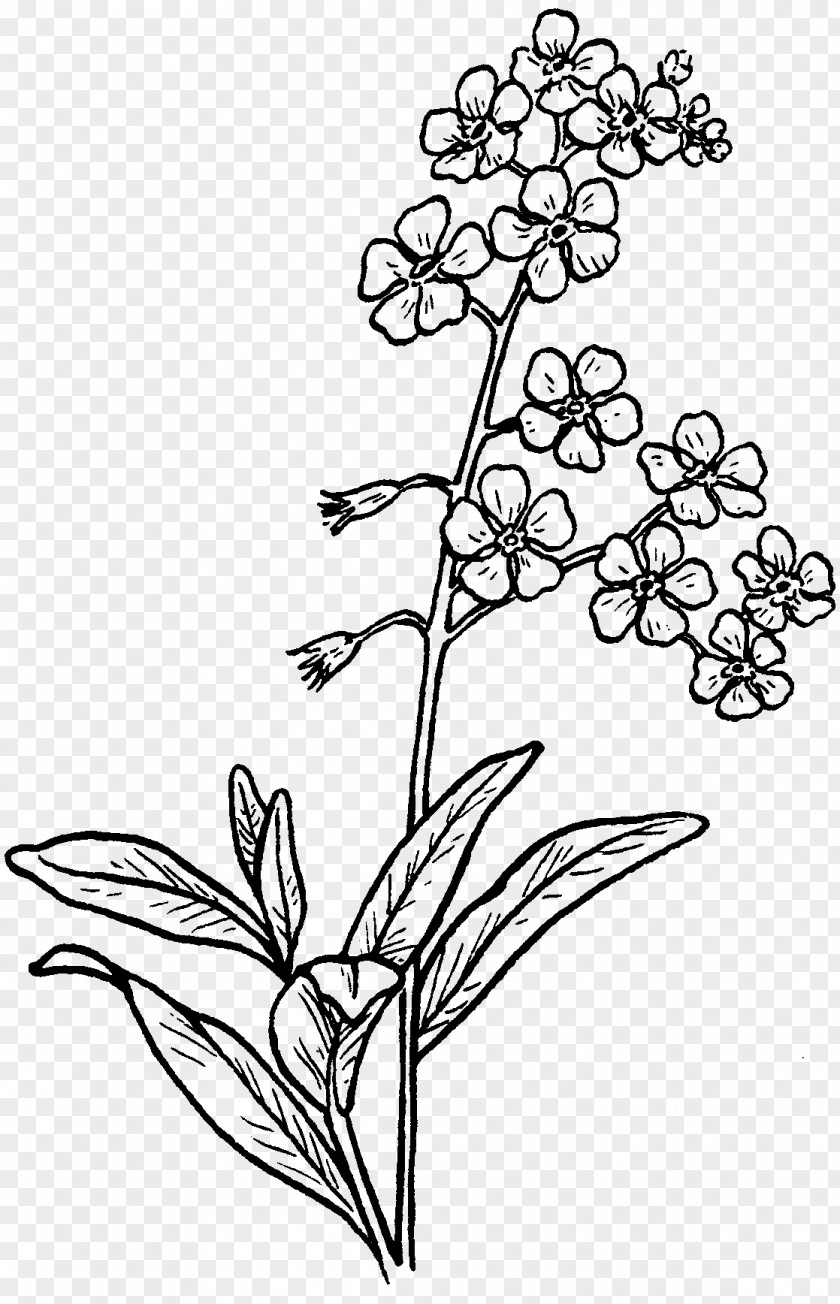 Jasmine Flower Drawing Myosotis Scorpioides Sketch PNG