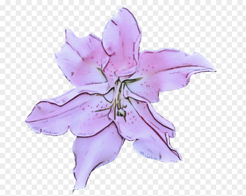 Lily Lavender PNG