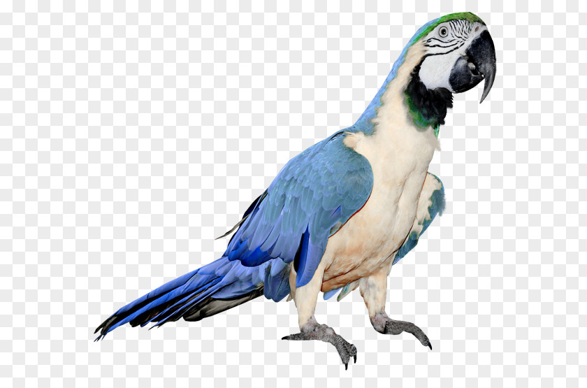 Parrot Budgerigar Bird Clip Art PNG