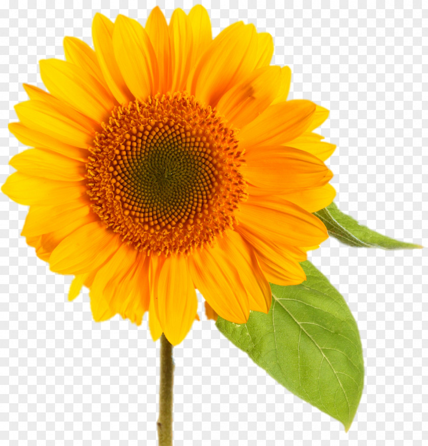 Sunflower Common Desktop Wallpaper Clip Art PNG
