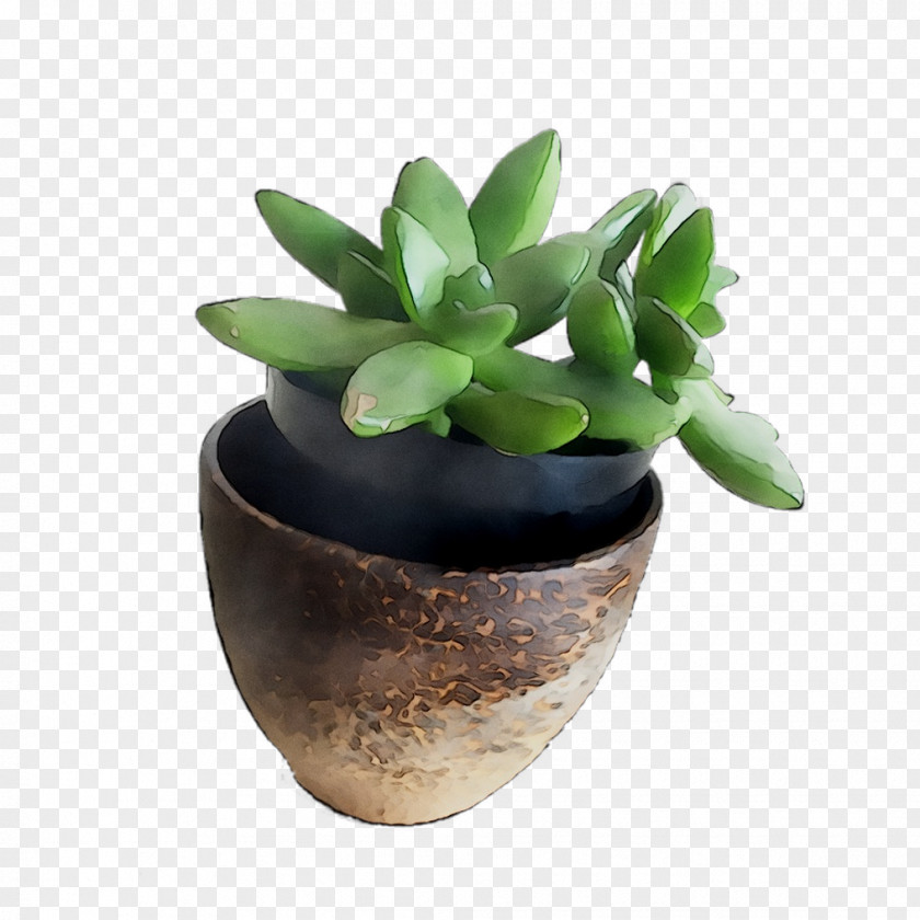 Flowerpot Houseplant Ceramic PNG