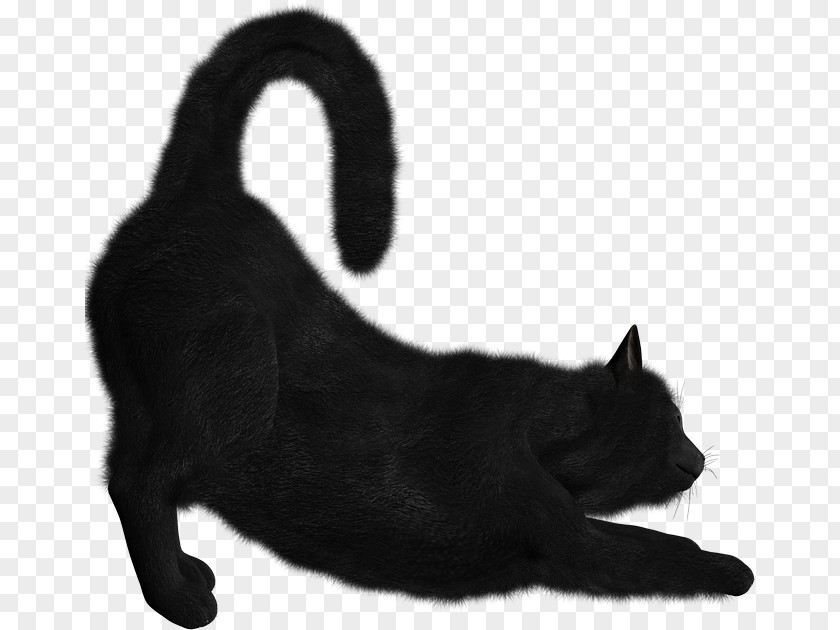Kitten Bombay Cat Norwegian Forest Siamese Clip Art PNG