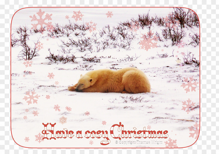 Polar Bear Christmas Card Cuteness PNG