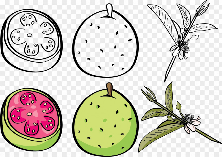 Vector Figs Guava Euclidean Fruit Clip Art PNG