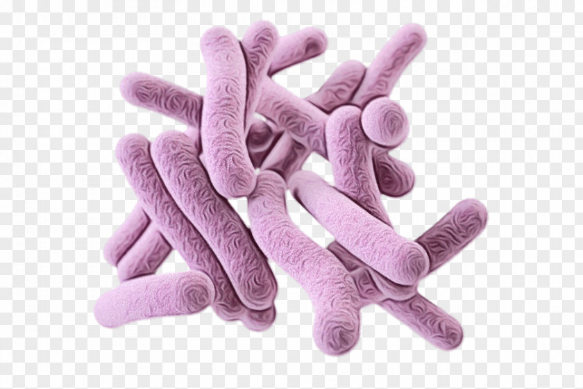 Bacteria Pathogenic Pathogen Streptococcus Microorganism PNG