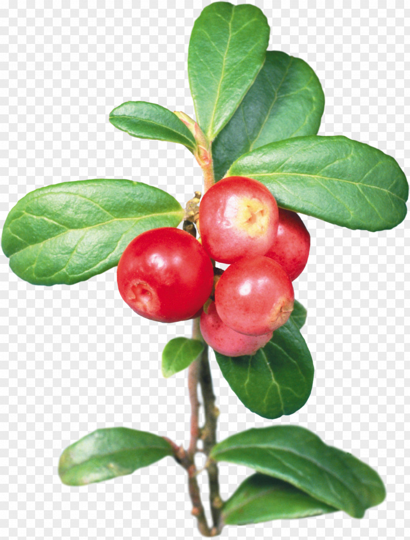 Barbados Cherry Lingonberry Cranberry Shepherdia PNG