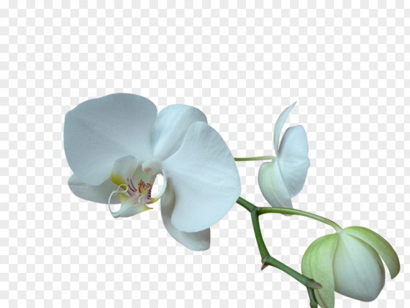 Flower Moth Orchids Blog Clip Art PNG