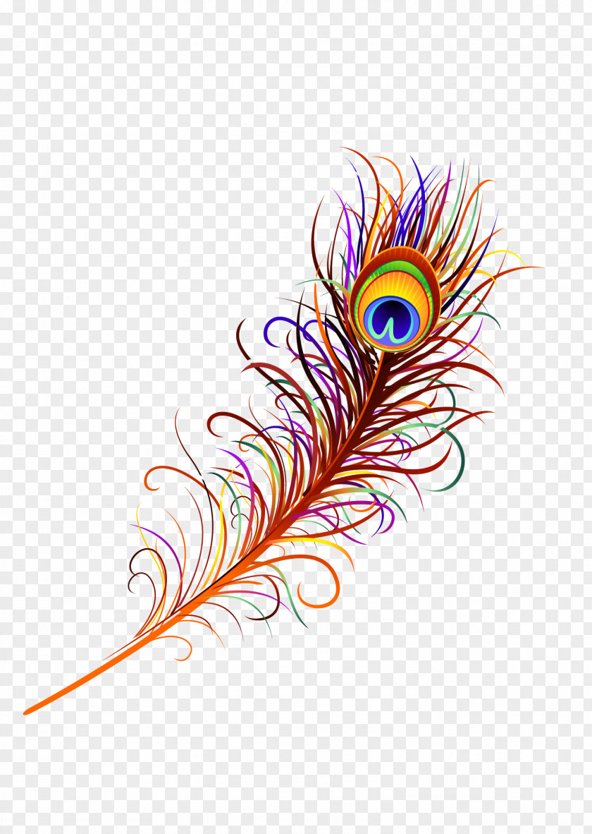 Peacock Feather Asiatic Peafowl PNG