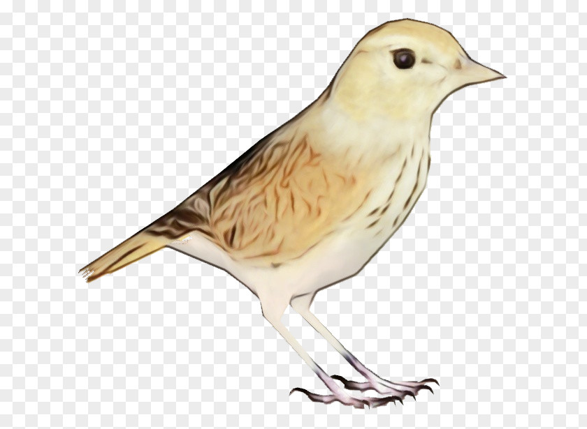 Snow Bunting Atlantic Canary Bird Beak Finch Sparrow Songbird PNG