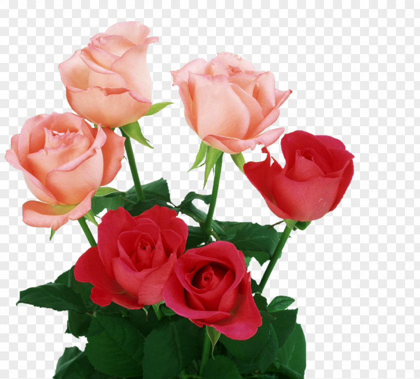 White Roses Rose Light Pink Flowers Color PNG