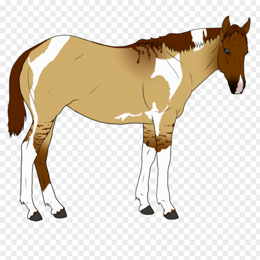 Mustang Mule Foal Stallion Pony Mare PNG