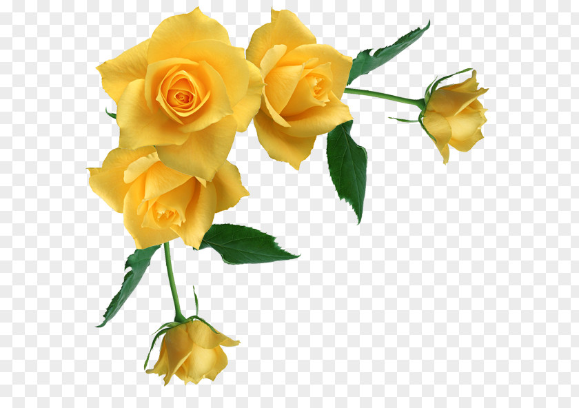 Rose Corner Cliparts Borders And Frames Yellow Clip Art PNG