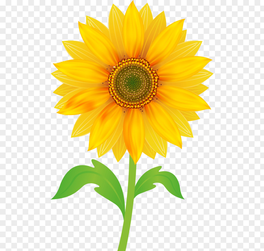 Sunflower Free Content Clip Art PNG