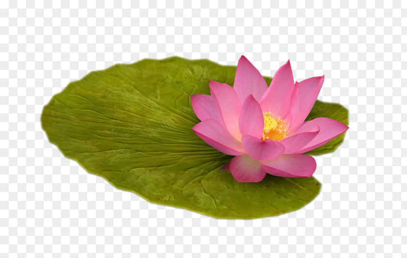 Zen Pygmy Water-lily Nelumbo Nucifera Computer Software Clip Art PNG