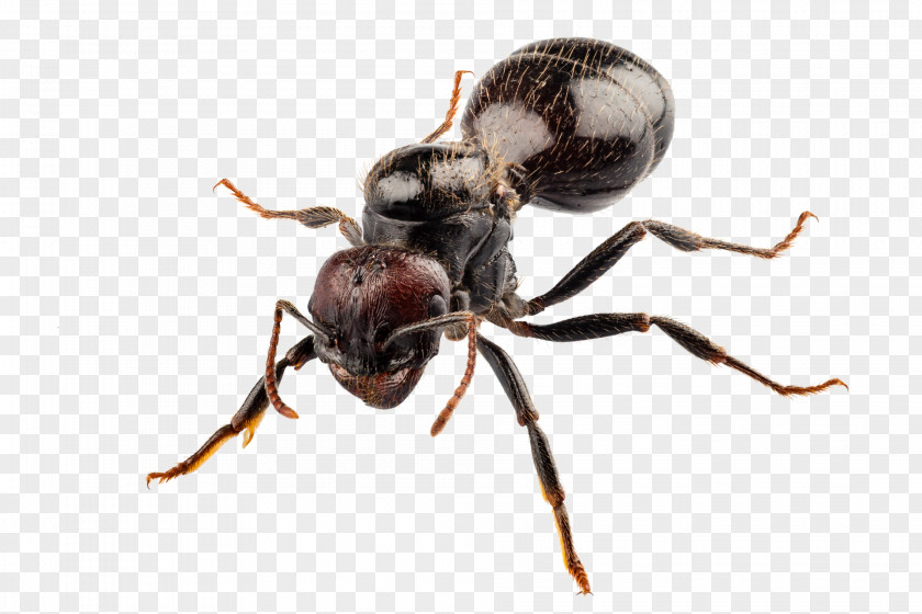 Ants Black Garden Ant Argentine Pest Control PNG