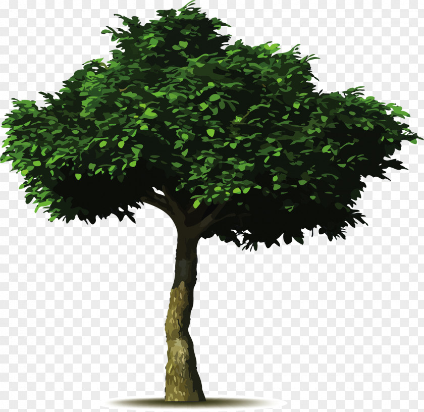 Arbol Common Fig Tree Planting Landscaping Pruning PNG
