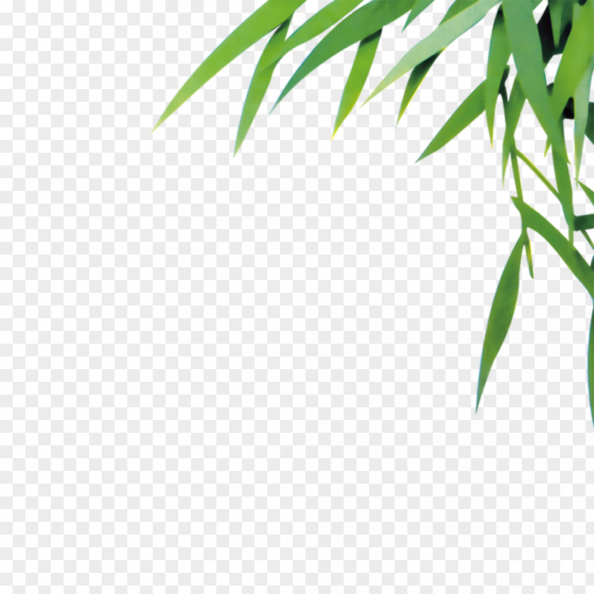 Bamboo Leaf Euclidean Vector PNG