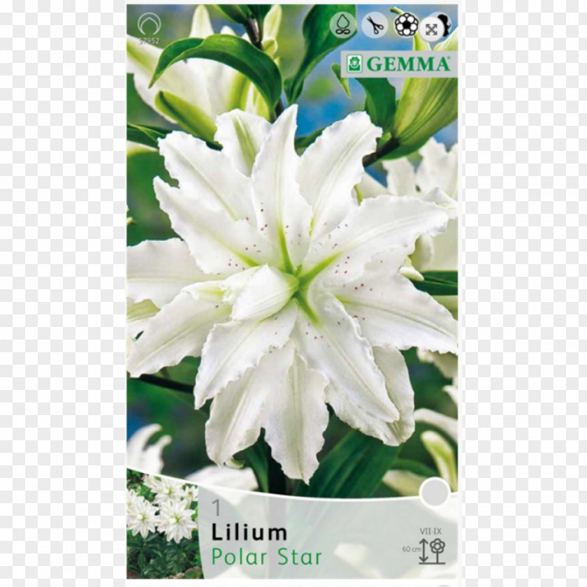 Bulb Golden-rayed Lily Plant Lilium 'Anastasia' Oriental Hybrids PNG