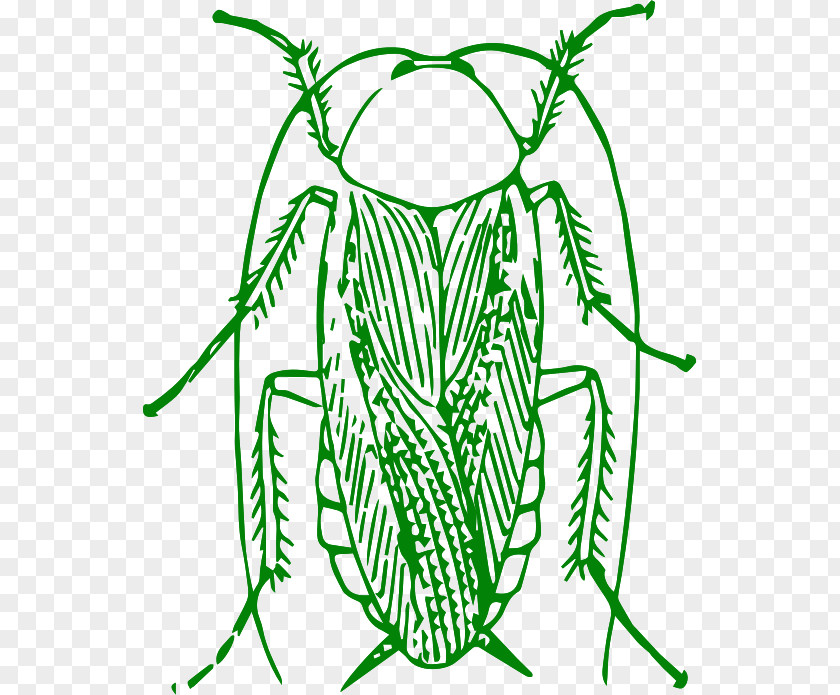 Cockroach Insect Clip Art Image PNG