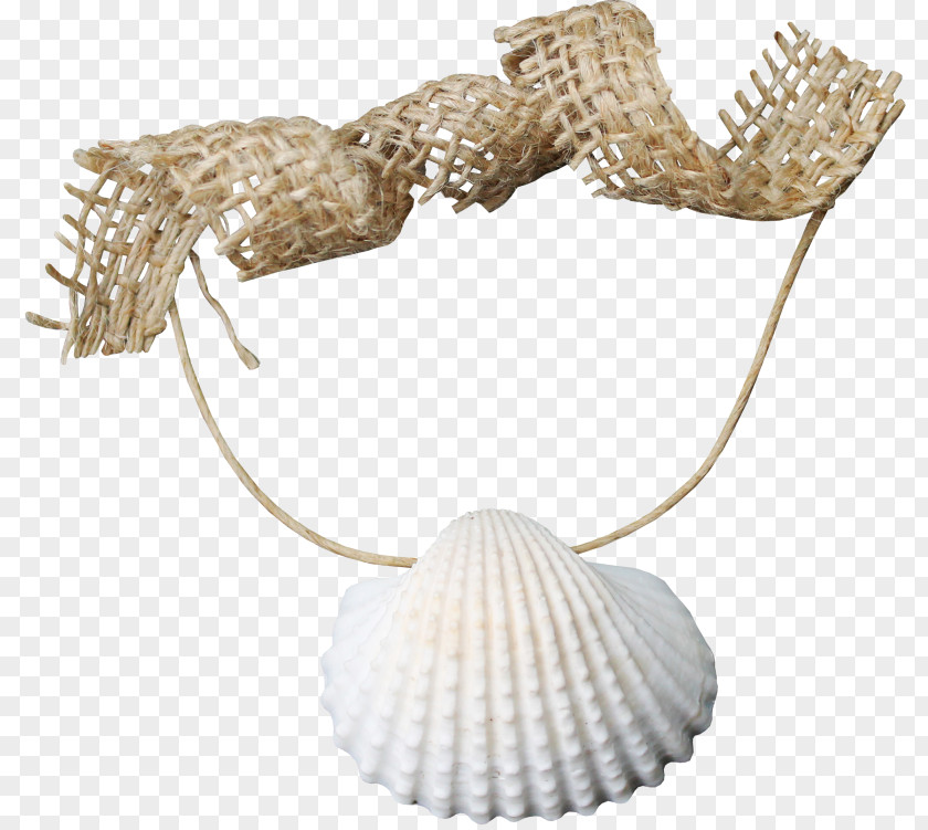 Coquillage Clam Sea Clip Art PNG