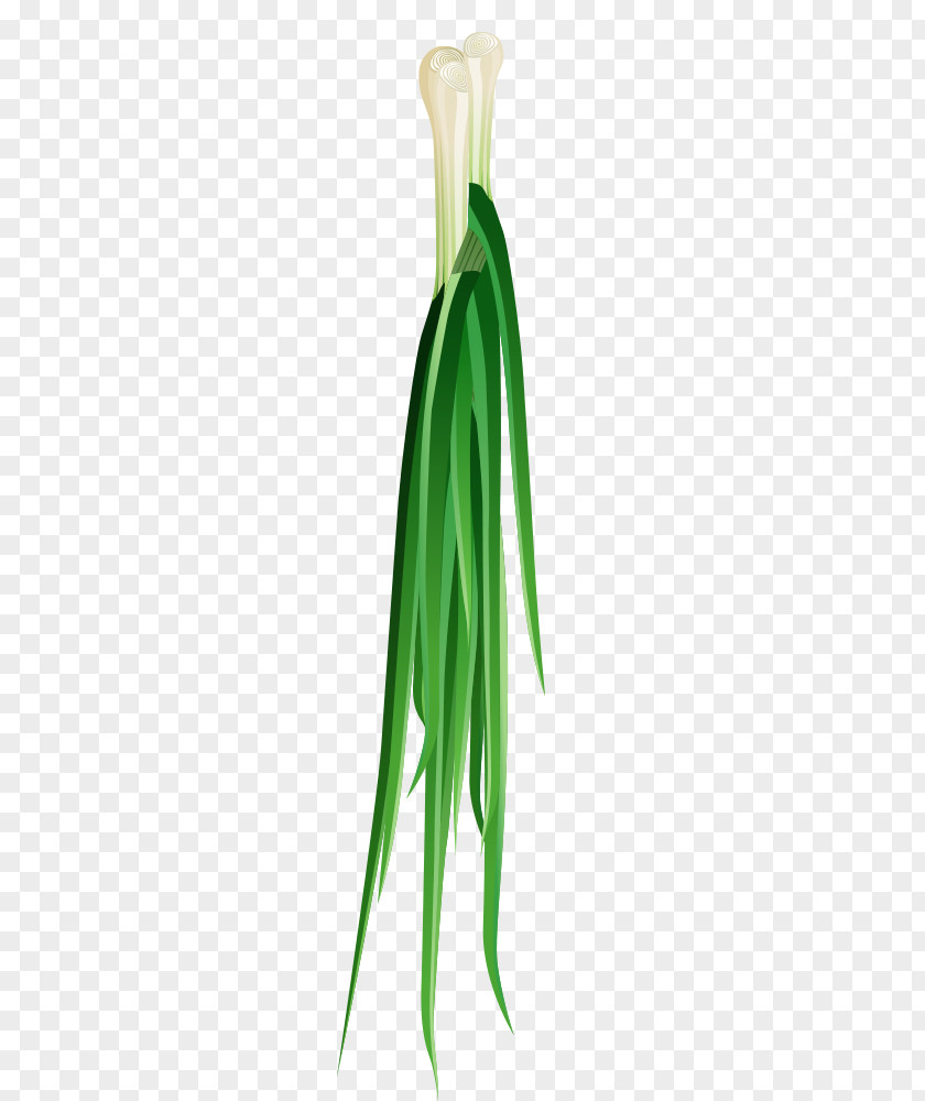 Hand-painted Onion Clip Art PNG