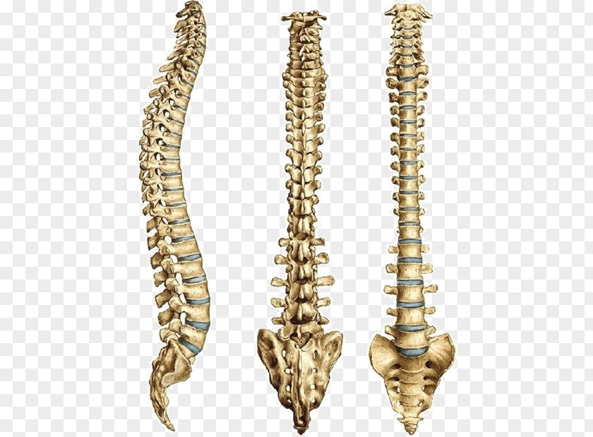 Man Yoga Vertebral Column Zero Gravity Premium Human Skeleton PNG