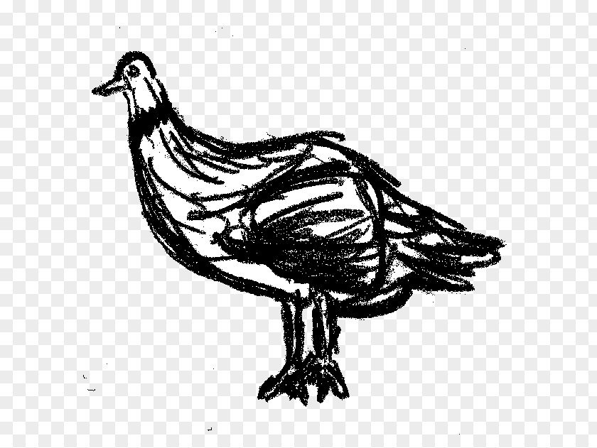 Simple Pen Pigeon Drawing Black And White PNG