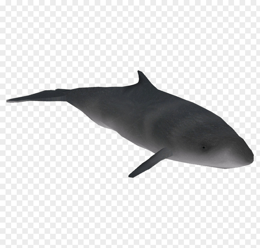 Spotted Dolphin Animal Figure Cartoon PNG