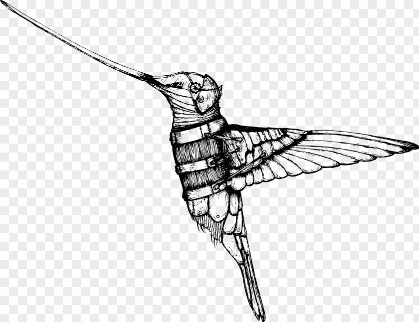 Bird Hummingbird Drawing Beak PNG