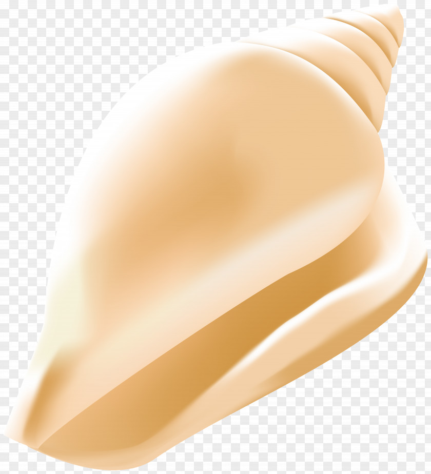 Conch Shell Clip Art Image Peach PNG
