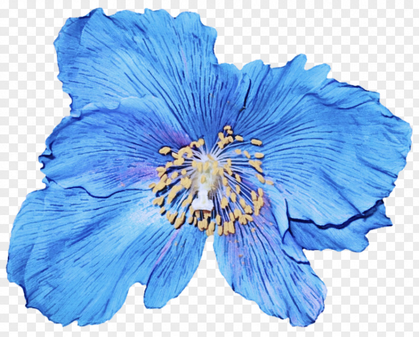 Herbaceous Plant Delphinium Blue Petal Flower Hawaiian Hibiscus PNG