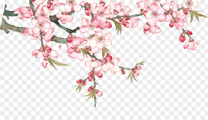 Pedicel Cut Flowers Cherry Blossom Tree Drawing PNG